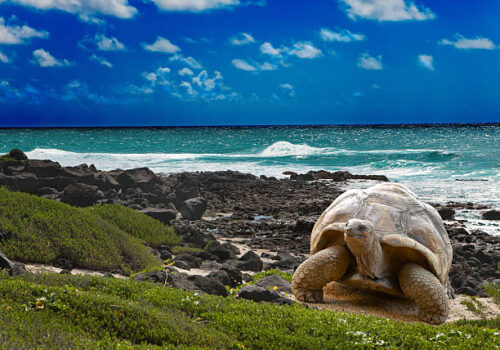 Galápagos: Debe respetarse la legislación Insular 1