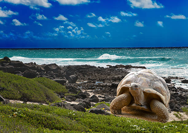 Galápagos: Debe respetarse la legislación Insular 1