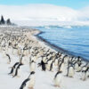 Life in the Antarctic: Survival Strategies of Penguins 2