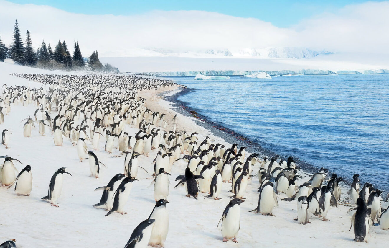 Life in the Antarctic: Survival Strategies of Penguins 1