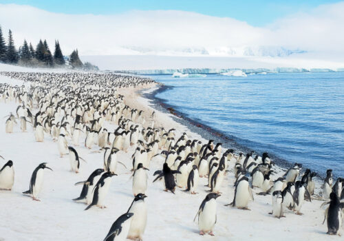 Life in the Antarctic: Survival Strategies of Penguins 13