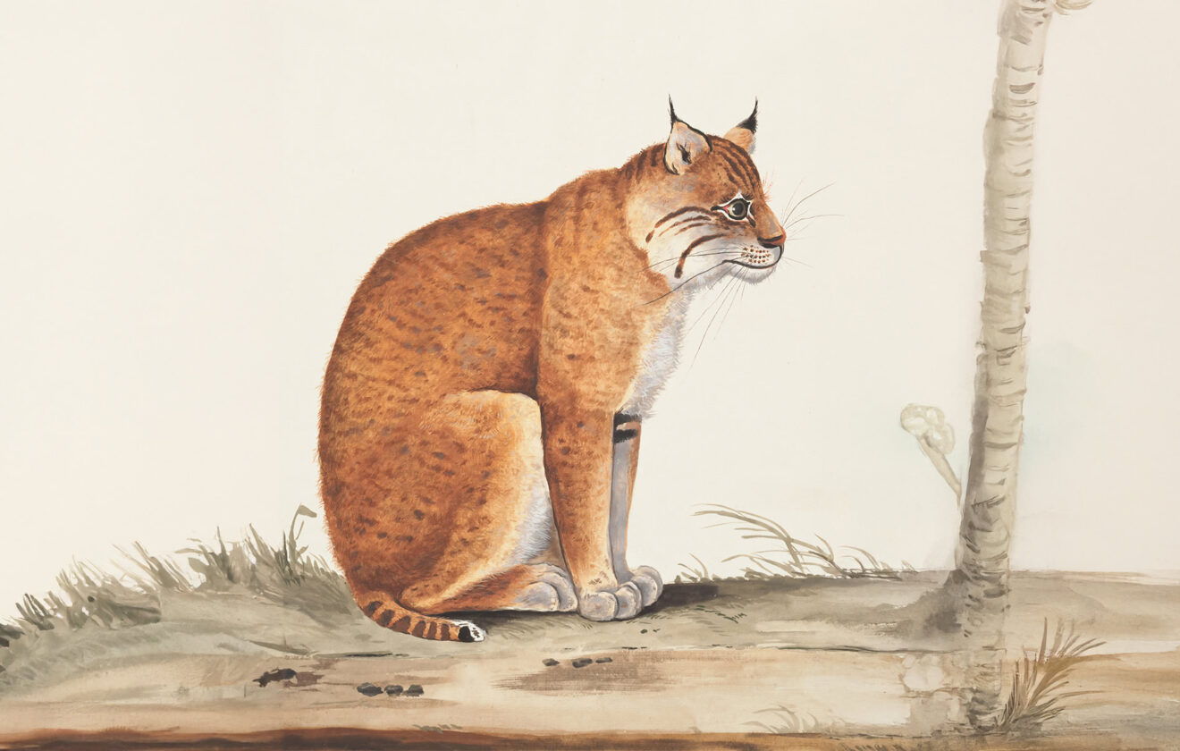 The Elegance of a Lynx in Its Natural Habitat 1