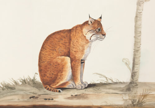 The Elegance of a Lynx in Its Natural Habitat 12