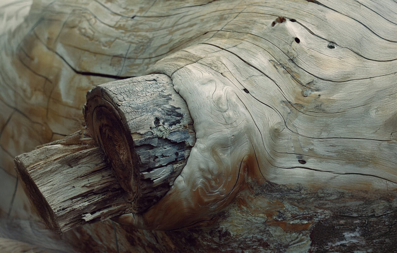 Nature's Sculpture: The Timeless Beauty of Wood 1