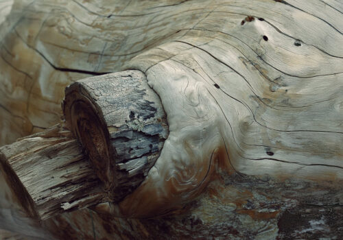 Nature's Sculpture: The Timeless Beauty of Wood 9