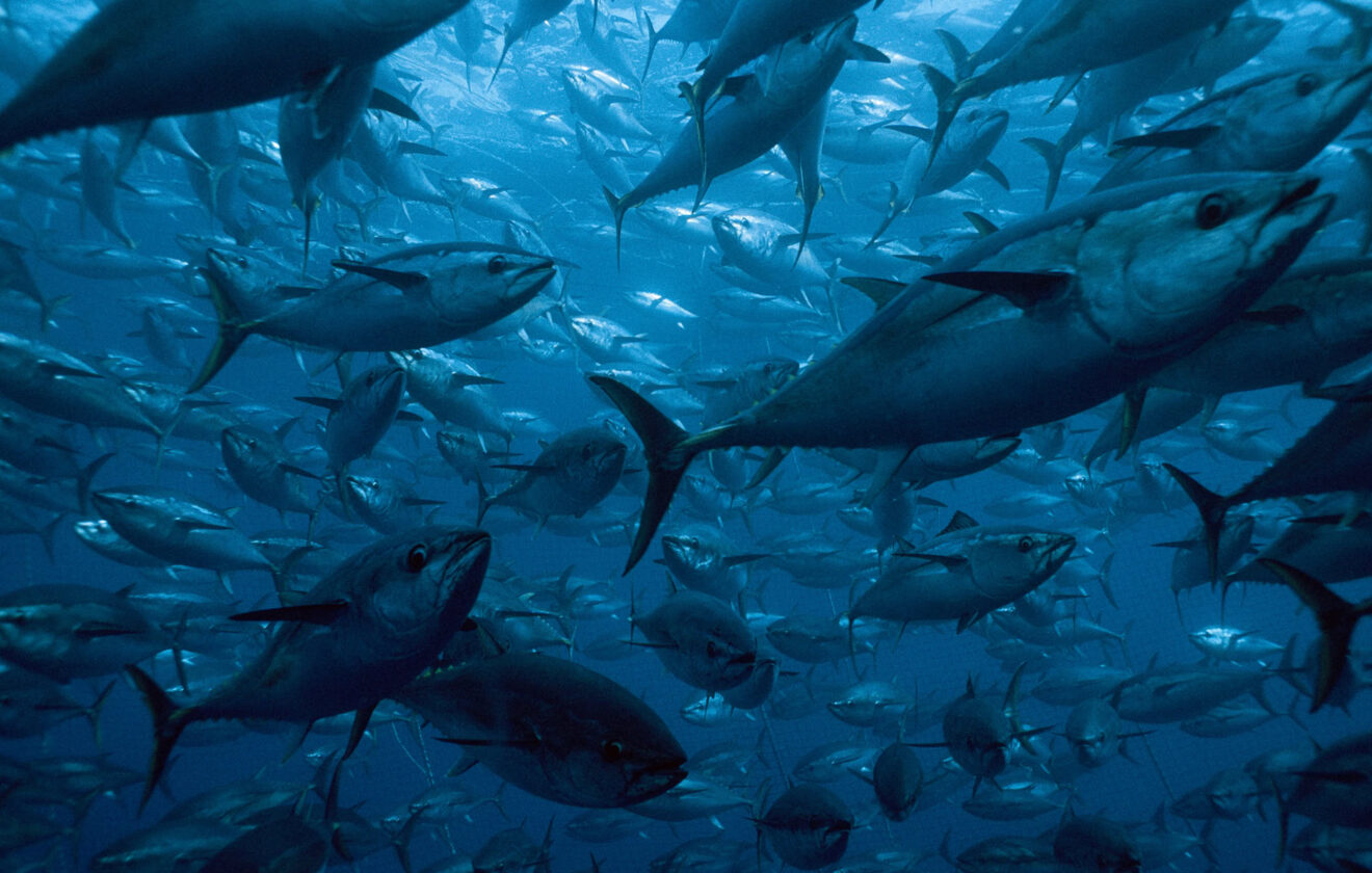 Zest of the Ocean: A Glimpse into Underwater Life 1