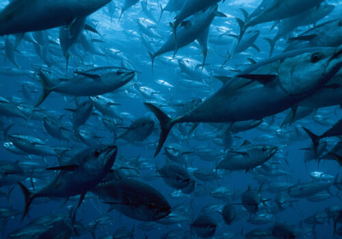 Zest of the Ocean: A Glimpse into Underwater Life 8