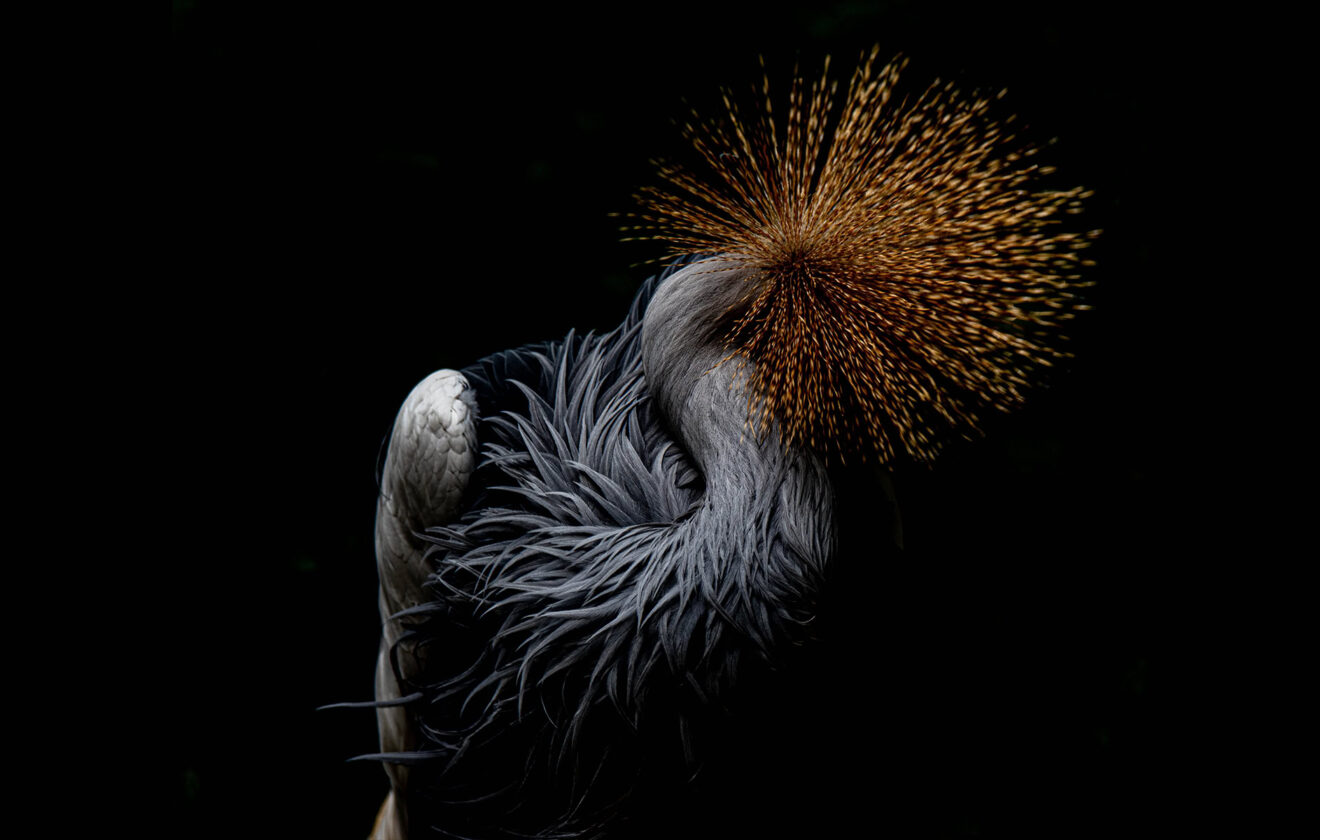 Close-Up of Intricate Fungal Growth in Low Light 1