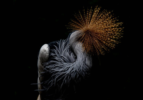 Close-Up of Intricate Fungal Growth in Low Light 105